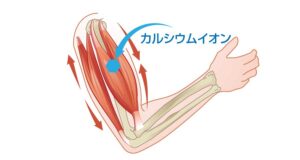 筋肉の収縮スイッチ